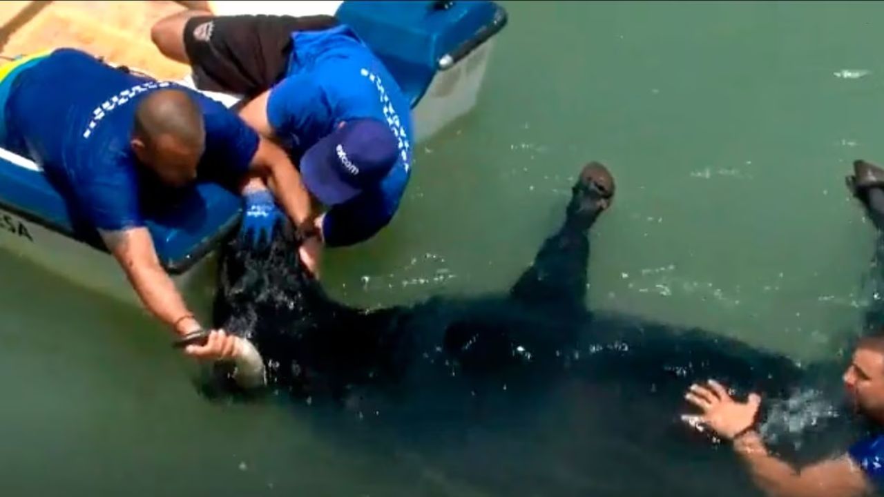 Toro murió ahogado durante la celebración de 'Bous a la mar' y ha causado indignación Imagen de Toro murió ahogado durante la celebración de 'Bous a la mar' y ha causado indignación