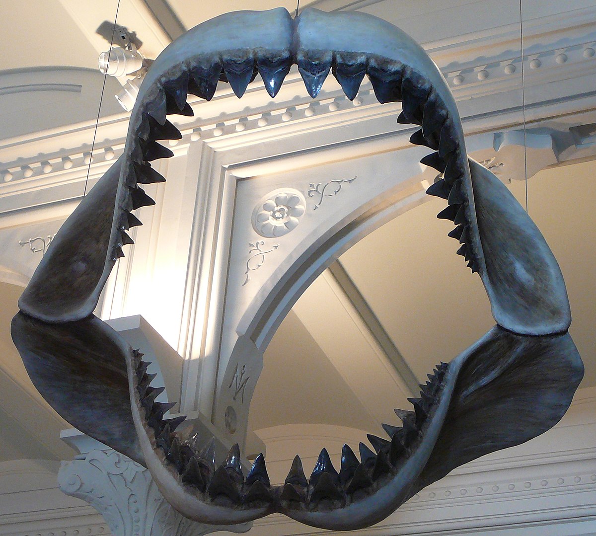 Mandíbula de Megalodón. Foto: Wikipedia