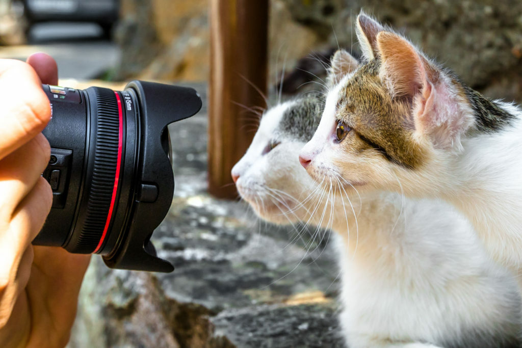 Sesión de fotos con gatos. Foto: Zooplus