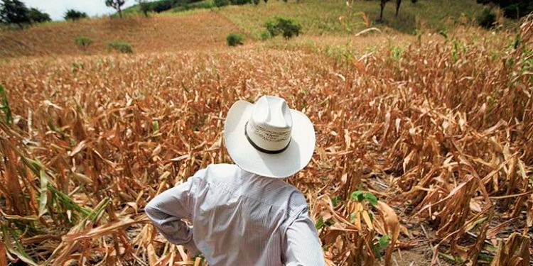 38% de los hogares hondureños disminuyeron sus ingresos, según encuesta de la FAO Imagen de 38% de los hogares hondureños disminuyeron sus ingresos, según encuesta de la FAO