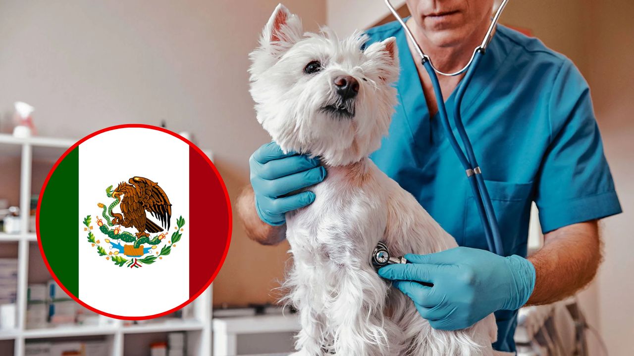 ¿Cuándo es Día del Veterinario en México 2023?, por qué se celebra y curiosidades de esta fecha Imagen de ¿Cuándo es Día del Veterinario en México 2023?, por qué se celebra y curiosidades de esta fecha