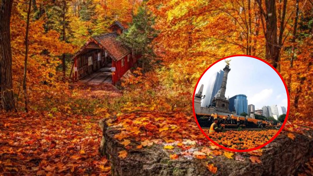 ¿Cuándo empieza el otoño en México?, fecha de inicio y curiosidades de esta temporada del año Imagen de ¿Cuándo empieza el otoño en México?, fecha de inicio y curiosidades de esta temporada del año