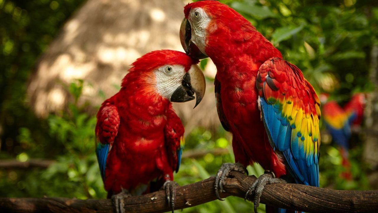 La Guara Roja, un tesoro de la biodiversidad de Honduras Imagen de La Guara Roja, un tesoro de la biodiversidad de Honduras