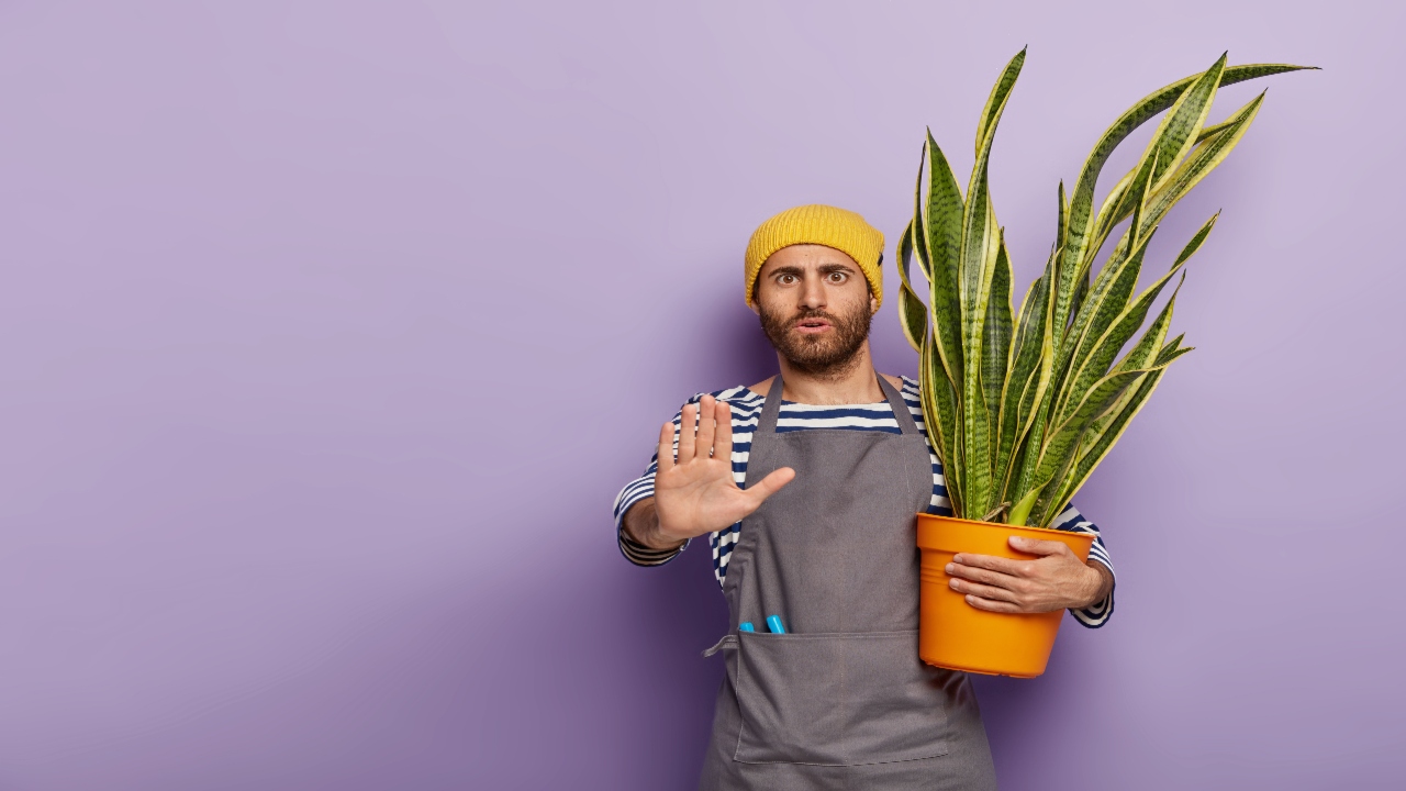 Imagen de ¿Tiene alguna de estas plantas en casa? ¡Precaución!