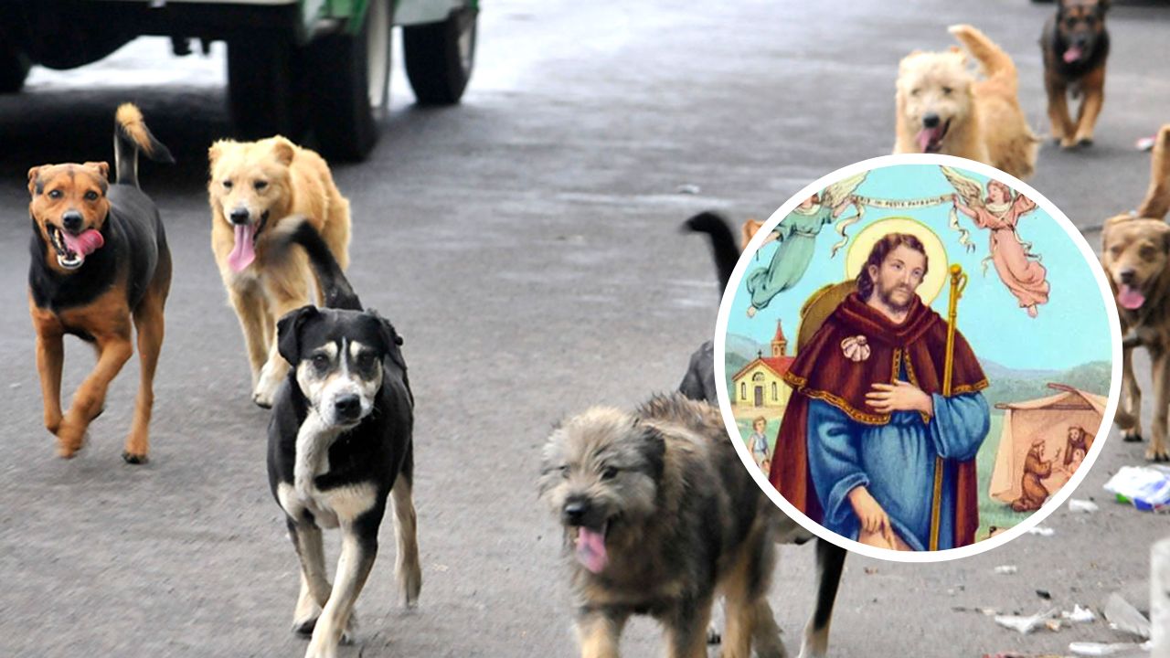 San Roque Santo de los perros, ¿Cuál es su historia y por qué se celebra el 16 de agosto? Imagen de San Roque Santo de los perros, ¿Cuál es su historia y por qué se celebra el 16 de agosto?