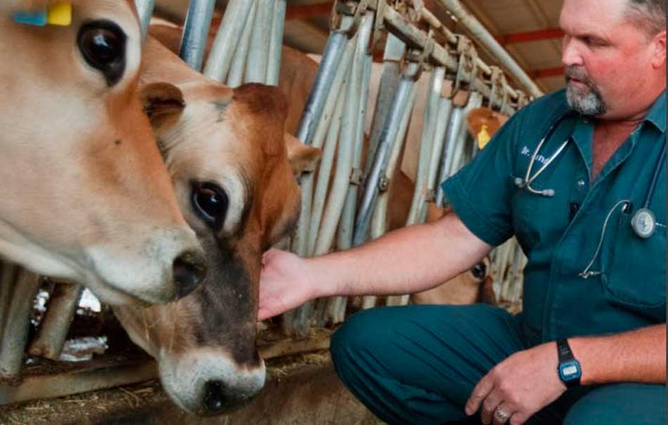 Los veterinarios tienen gran importancia para garantizar la salud alimentaria de las personas. Foto: CONtexto Ganadero