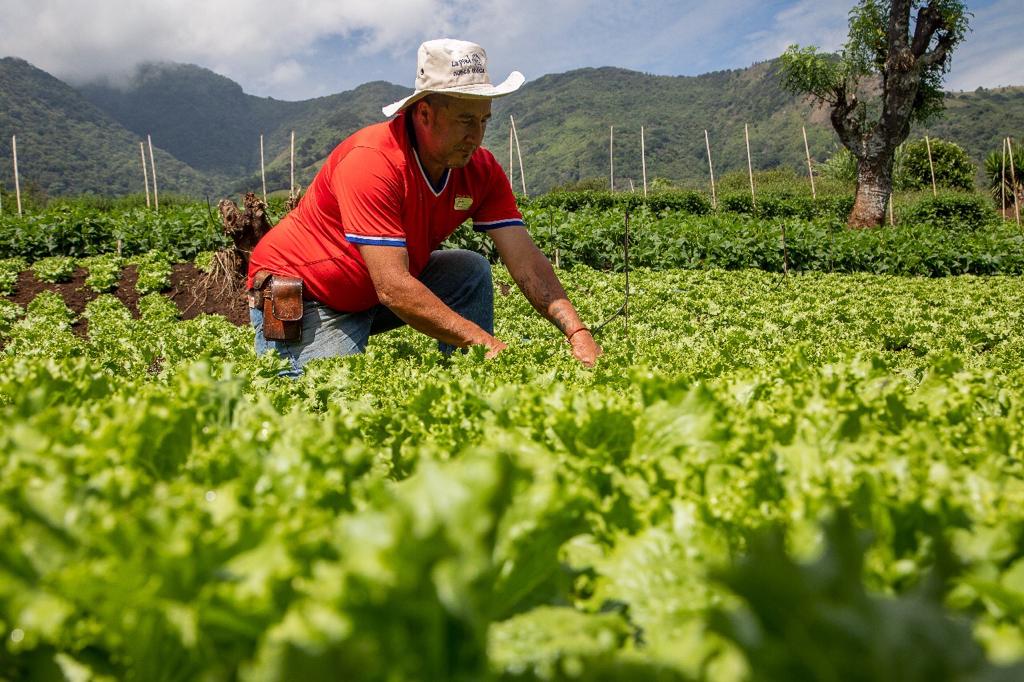 La agricultura es parte de la economía de un país. Fotos: cortesía: Omar Melda