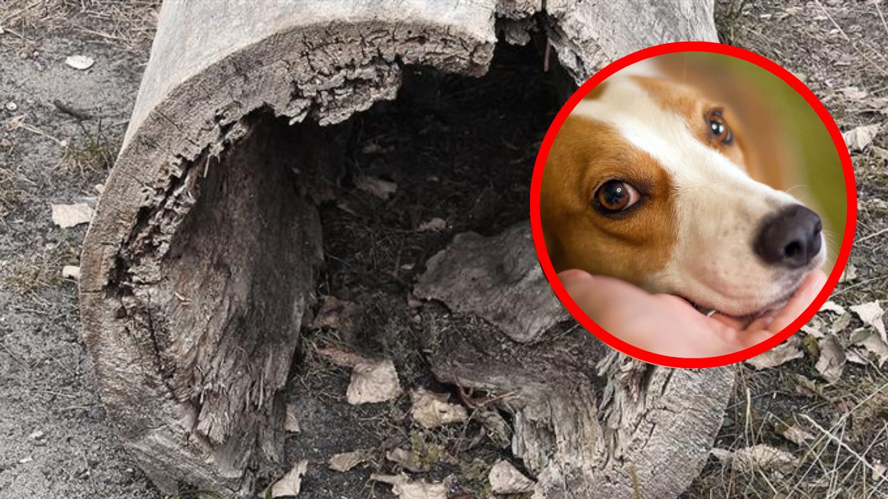 Video del perro y el palo, ¿De qué trata la curiosa grabación del canino que circula redes sociales? Imagen de Video del perro y el palo, ¿De qué trata la curiosa grabación del canino que circula redes sociales?