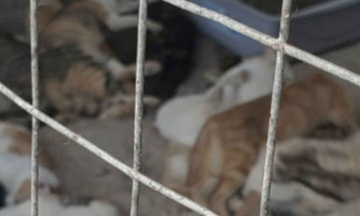 Imagen de Denuncian asesinato de más de 200 gatos en Roatán; extranjeros estarían involucrados