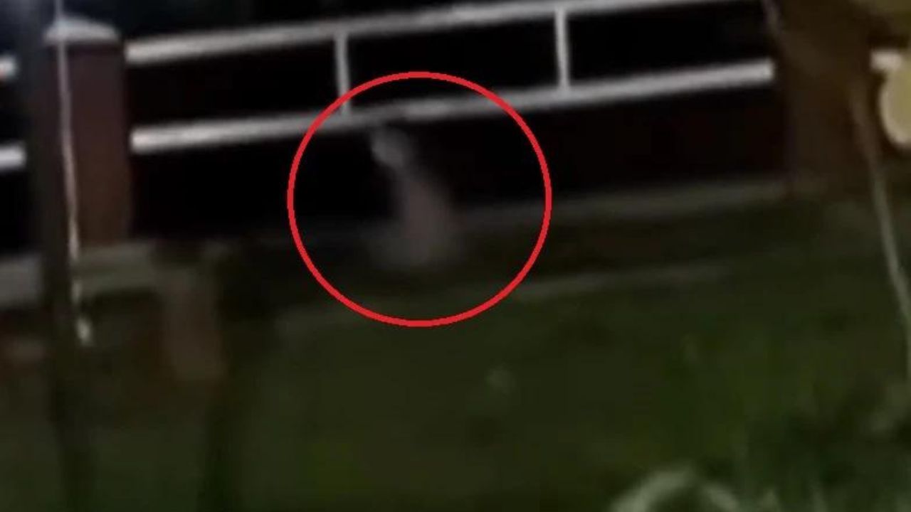VIDEO: Fantasma aparece en plena transmisión en vivo de programa de televisión Imagen de VIDEO: Fantasma aparece en plena transmisión en vivo de programa de televisión