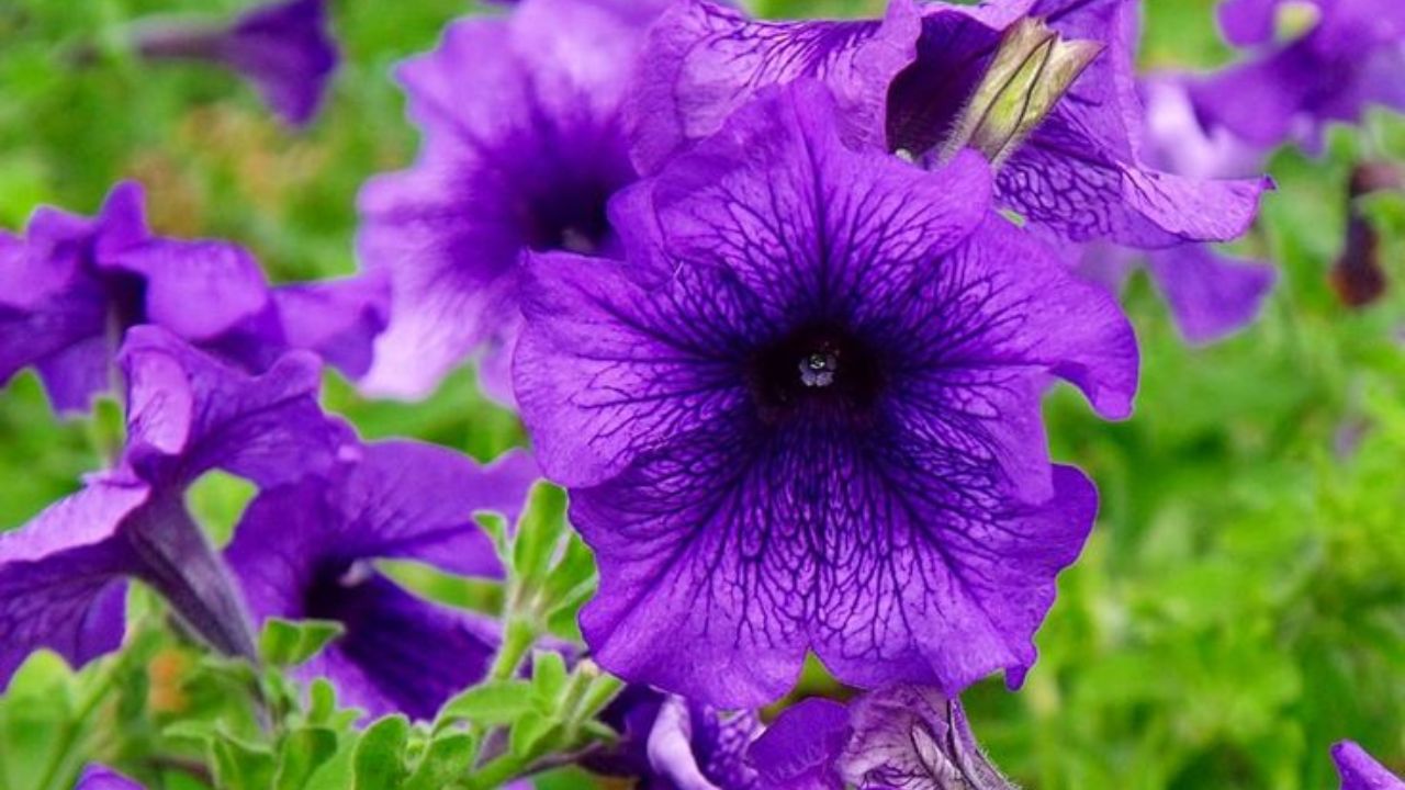 Imagen de Significado de las flores moradas el 9 de octubre, por qué se entregan, origen y qué representan