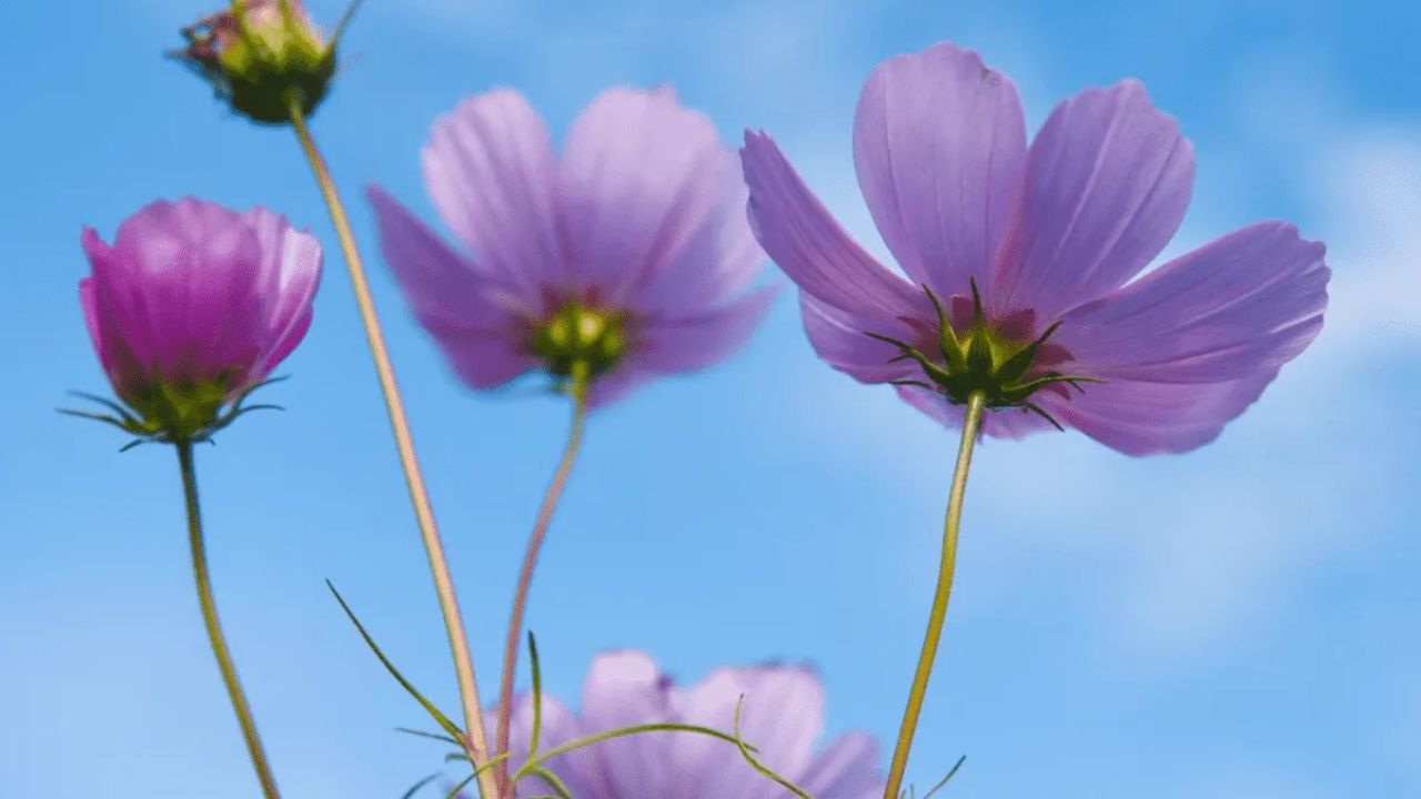 ¿Qué significa regalar flores moradas el 9 de noviembre?, ¿por qué se dan flores en esta fecha? Imagen de ¿Qué significa regalar flores moradas el 9 de noviembre?, ¿por qué se dan flores en esta fecha?