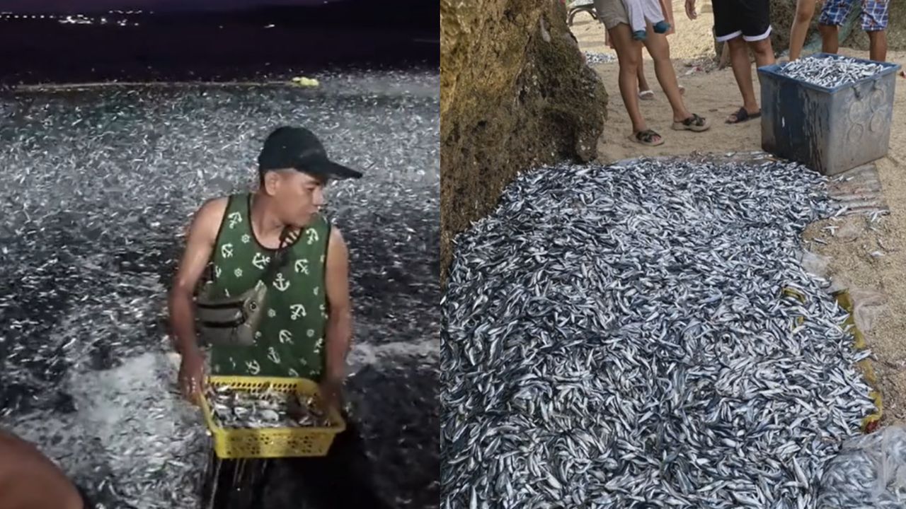 Imagen de ¿Fin del mundo o 'bendición'?: captan a miles de peces 'huyendo' del mar y se desatan varias teorías