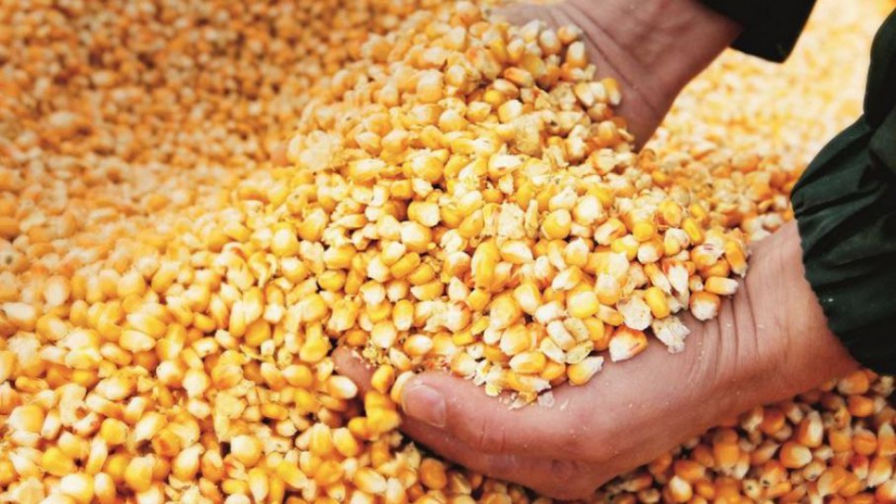 Productores no tienen quién les compre 100 mil quintales de maíz Imagen de Productores no tienen quién les compre 100 mil quintales de maíz