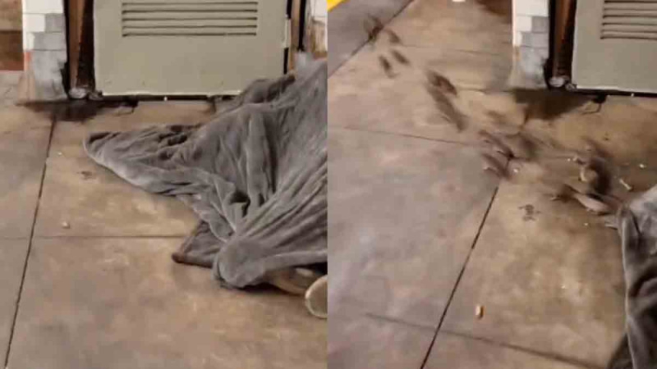 VIDEO: captan a indigente durmiendo junto a manada de ratas Imagen de VIDEO: captan a indigente durmiendo junto a manada de ratas