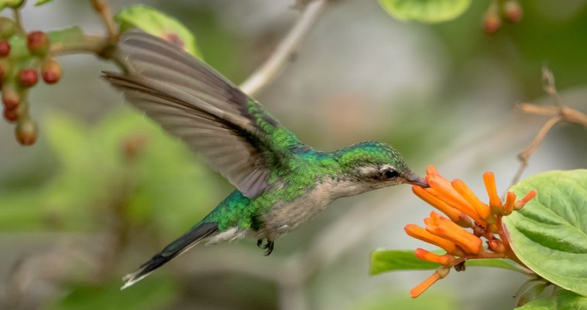 El Colibrí Esmeralda tiene una peculiar forma de alimentarse.  Foto: Cortesía