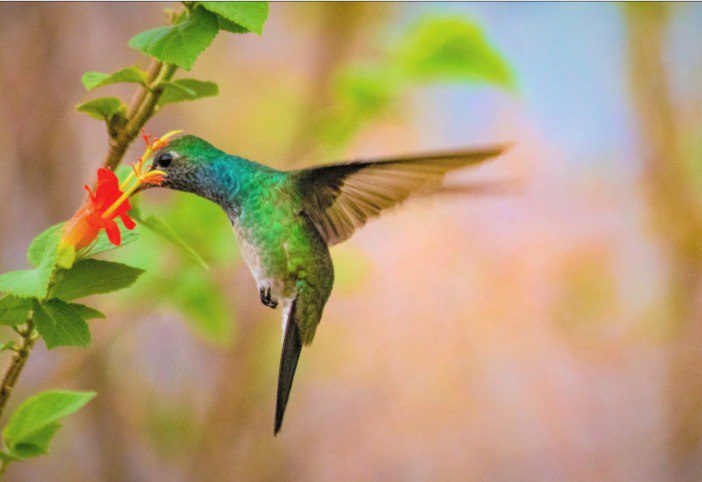 Los colibríes son aves que se alimentan continuamente por su metabolismo acelerado.  Foto:Cortesía