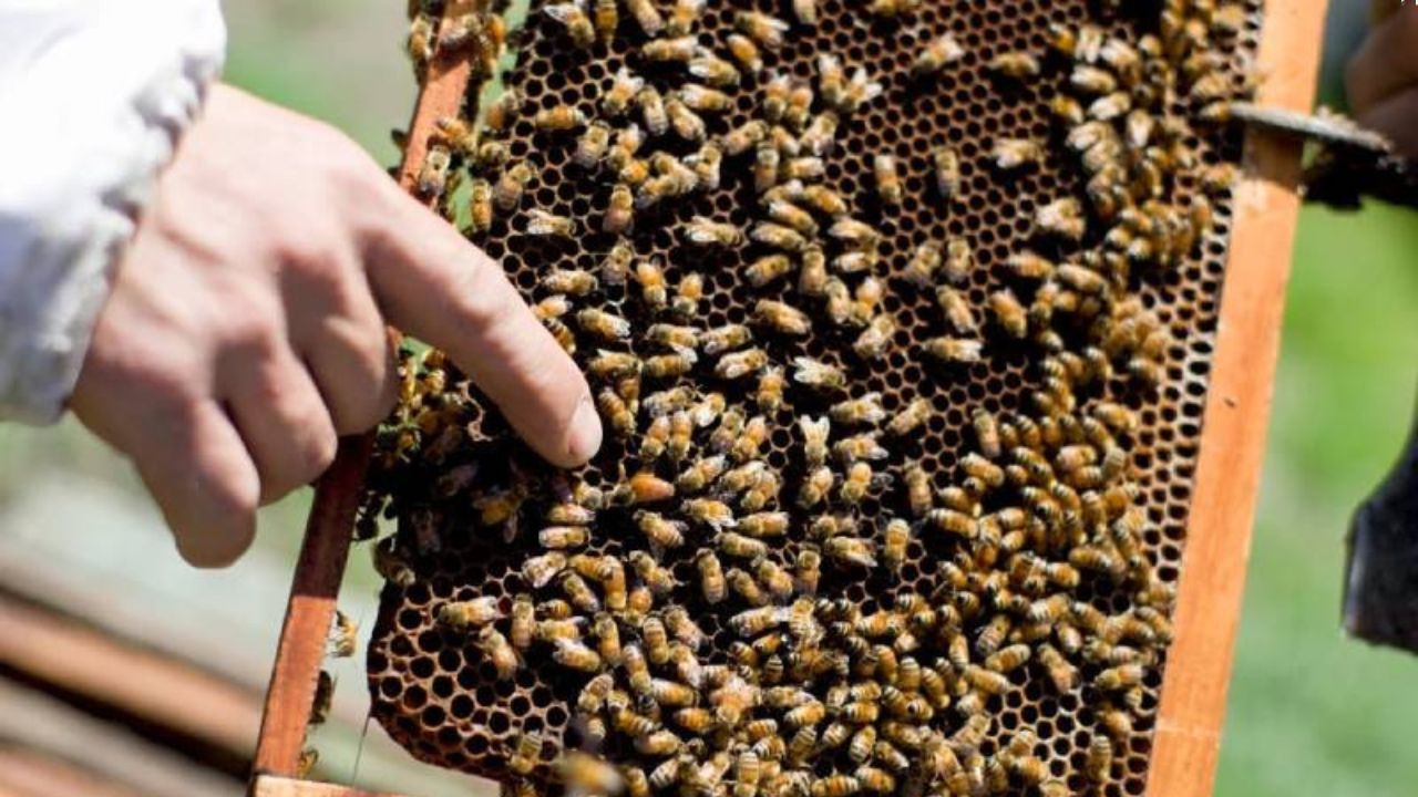 Imagen de Hombre muere tras ataque de abejas; el cadáver fue hallado en un parque