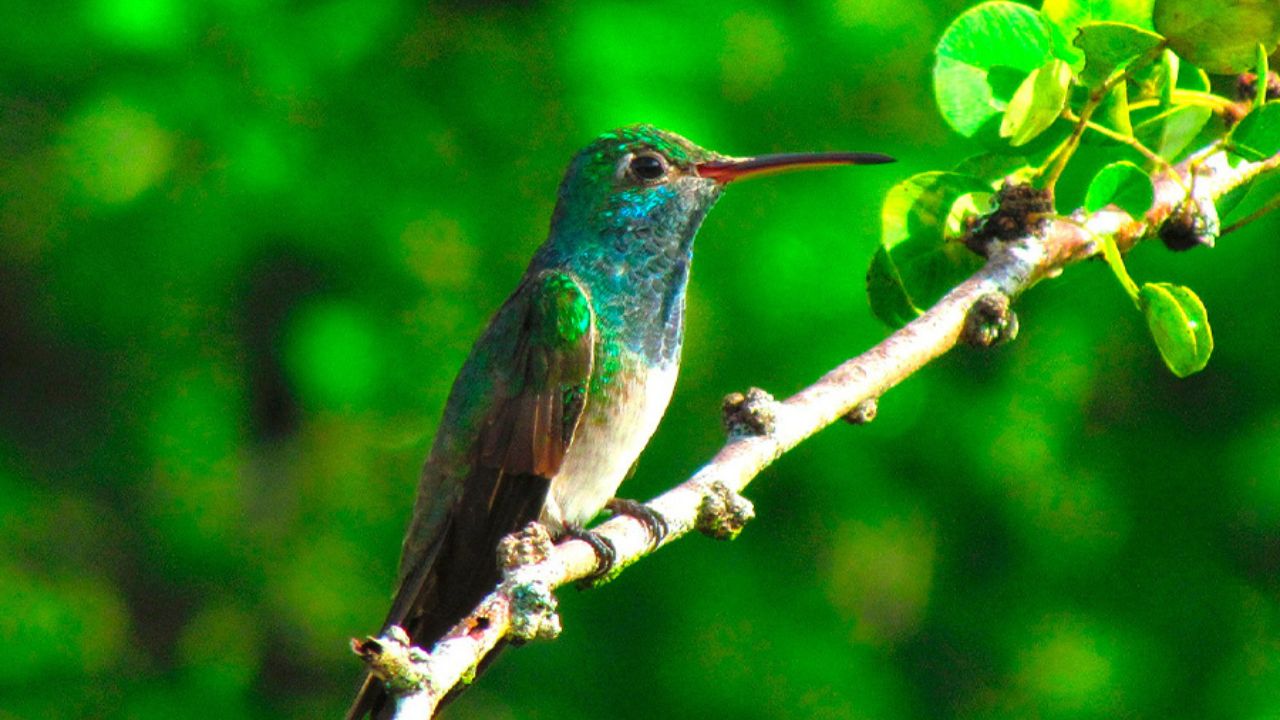 Cuál es el ciclo de vida del Colibrí Esmeralda: ¿Qué tipo de desarrollo tiene y dónde habita? Imagen de Cuál es el ciclo de vida del Colibrí Esmeralda: ¿Qué tipo de desarrollo tiene y dónde habita?