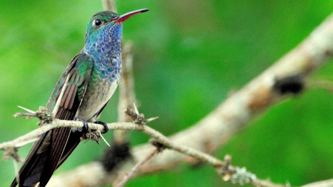 Imagen de ¿De qué se alimenta el colibrí esmeralda? Cuál es el alimento de esta ave y qué beneficio trae a la naturaleza
