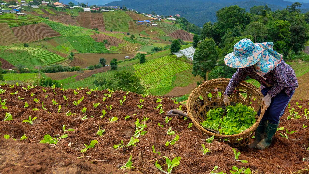 Imagen de ¿Cuándo es el día del agrónomo en México?, fecha y curiosidades sobre la celebración
