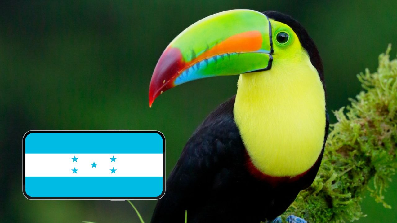 ¿En qué región de Honduras es posible encontrar el tucán?, de qué se alimenta, qué tipo de animal es y cuál es su ciclo de vida Imagen de ¿En qué región de Honduras es posible encontrar el tucán?, de qué se alimenta, qué tipo de animal es y cuál es su ciclo de vida