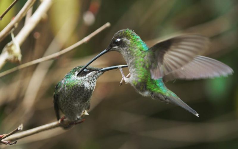 Los machos son los encargados de convencer a las hembras para el apareamiento. Foto: Cortesía
