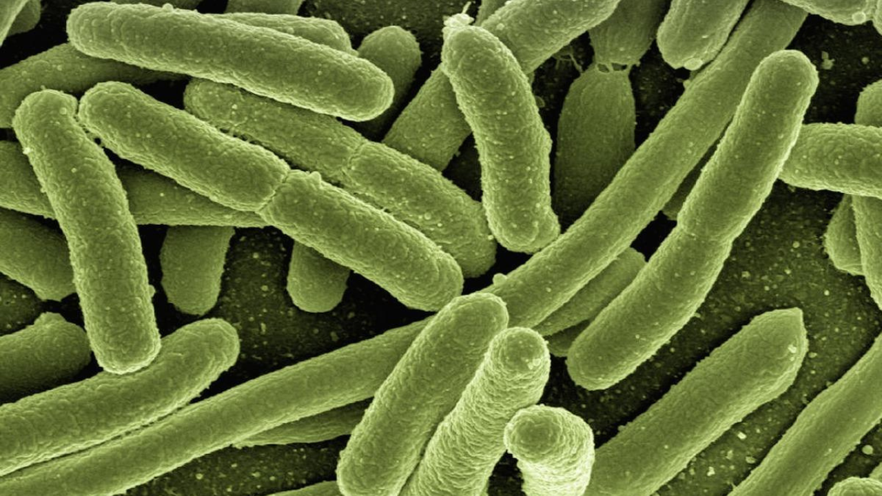 Imagen de Bacteria Estreptococo: características, prevención y causas