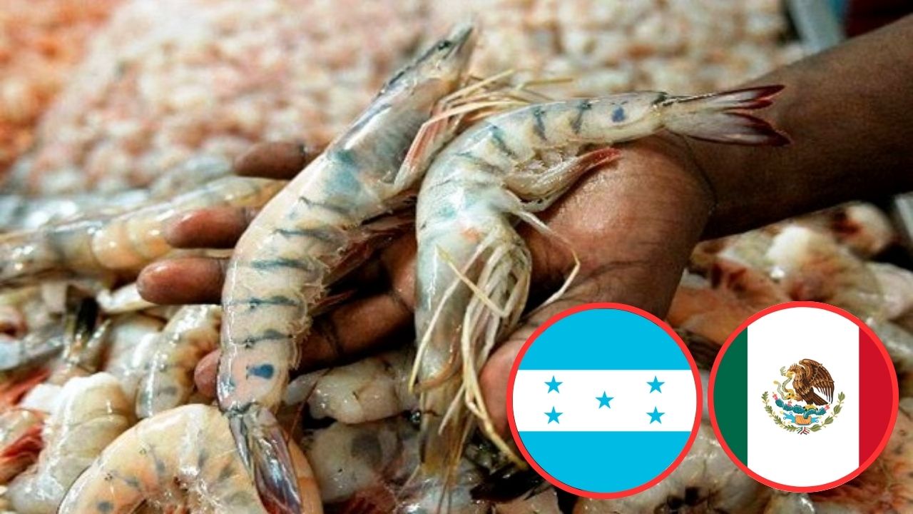 México autoriza a Honduras solo ingreso de camarón cocido Imagen de México autoriza a Honduras solo ingreso de camarón cocido