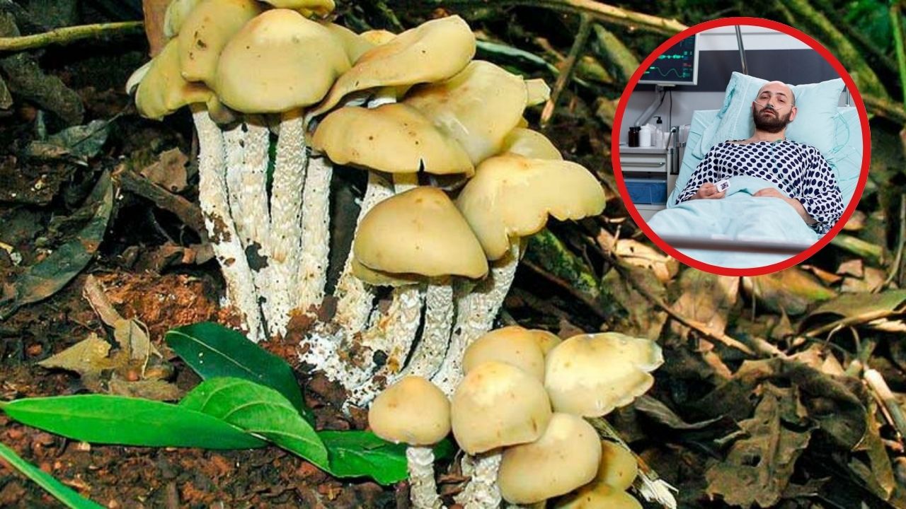 ¿Qué es psilocibina? Sustancia química presente en ciertos tipos de hongos Imagen de ¿Qué es psilocibina? Sustancia química presente en ciertos tipos de hongos