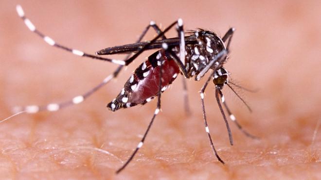 La enfermedad se transmite por el mosquito Aedes aegypti. Foto: BBC