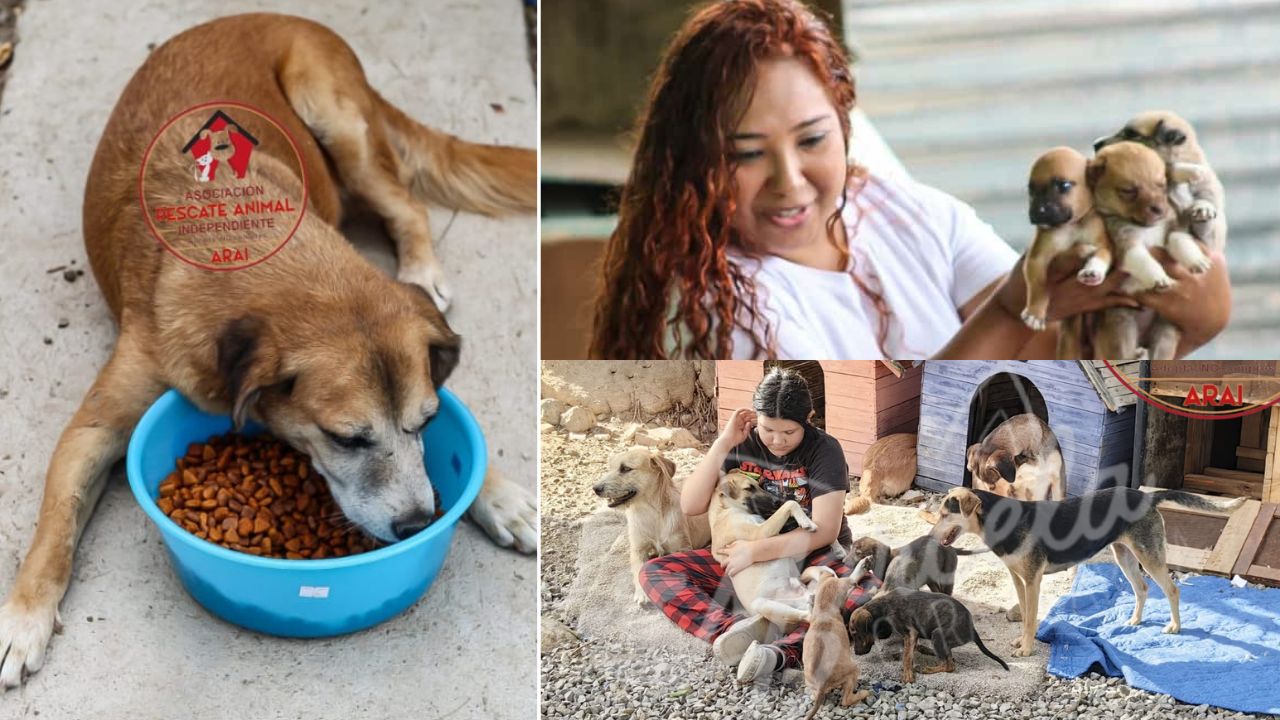 Animales Rescatados ¡Ayude a salvarlos! 48 animales rescatados en peligro por venta de su ...