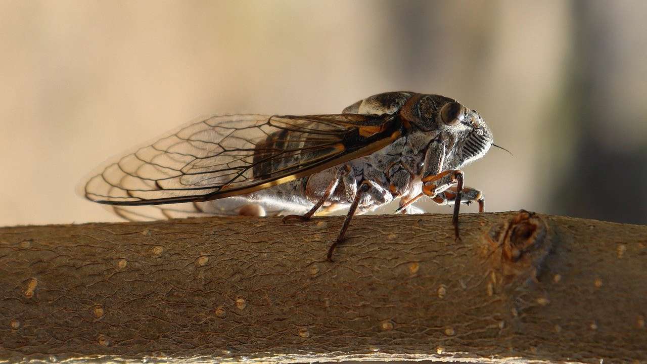 Así será la 'invasión' de cigarras en Estados Unidos: no pasaba hace dos siglos Imagen de Así será la 'invasión' de cigarras en Estados Unidos: no pasaba hace dos siglos