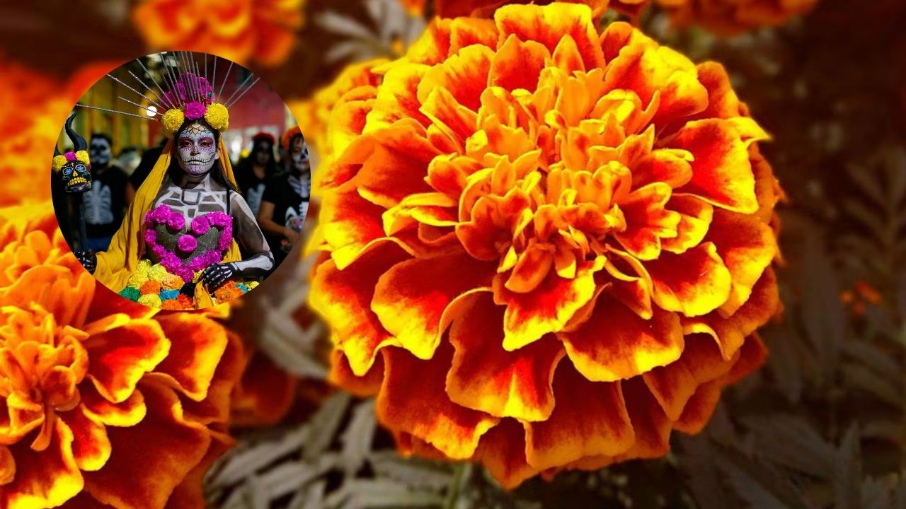 Imagen de Flor de la muerte: ¿Qué relación tiene con la otra vida?