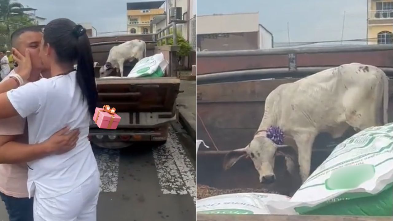 Imagen de ¿Para qué flores? Joven le regala una vaca a su novia