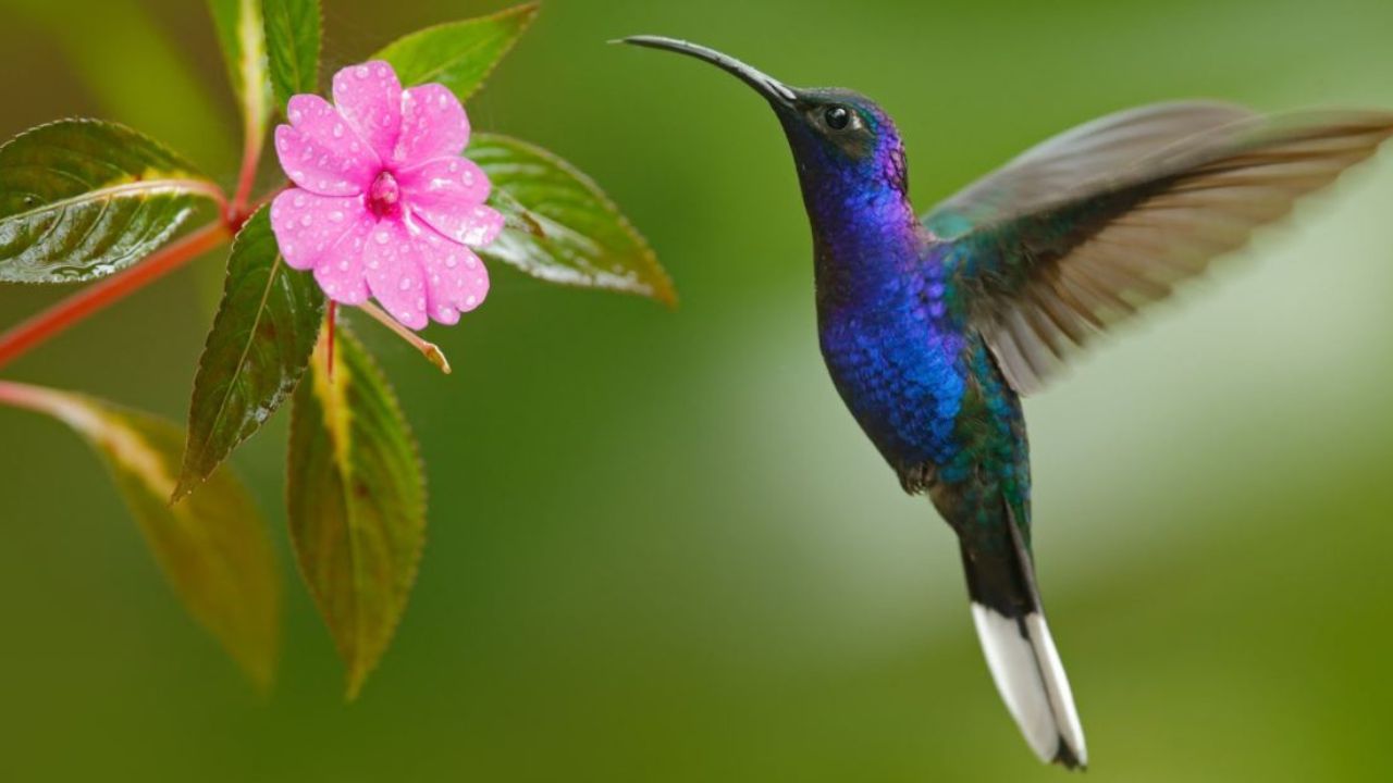 Imagen de ¿Qué significa ver un colibrí verde?, ¿Es un símbolo de buena suerte?