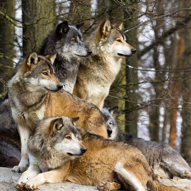 Los lobos también representan la necesidad de cuidar a los seres queridos. Foto: National Geographic