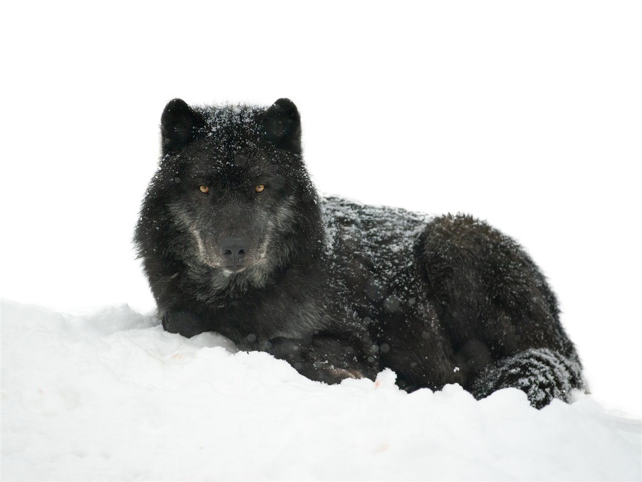 Los lobos negros no reflejan un mal o un peligro como muchas personas creen. Foto: National Geographic