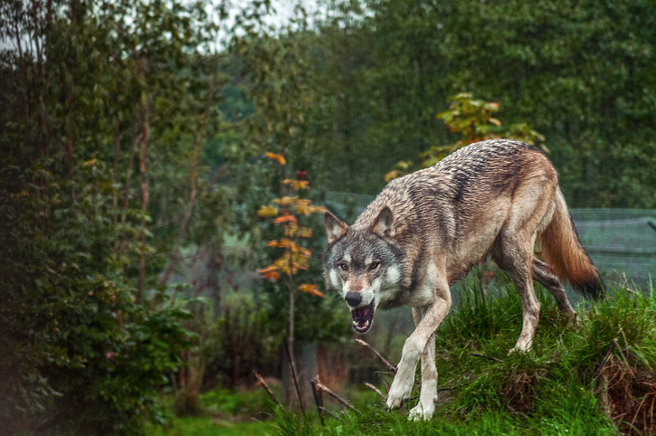 El soñar con el ataque de un lobo puede reflejar el peligro en el entorno del soñador. Foto:National Geographic