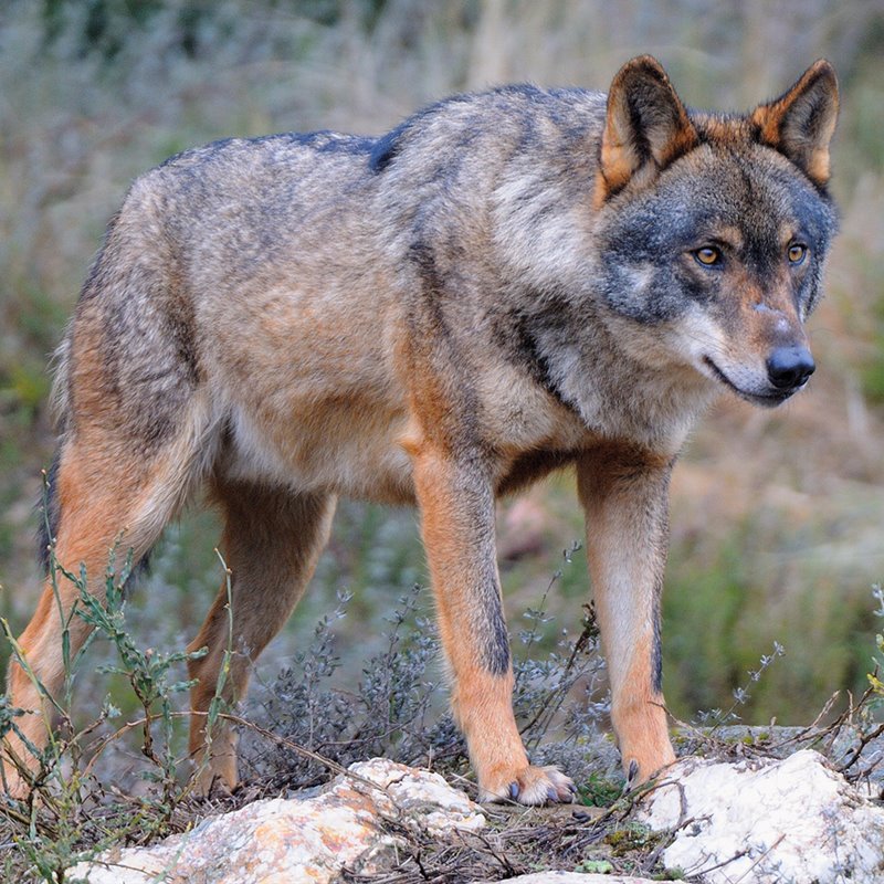 Los lobos pueden representar la falta de lealtad en los sueños. Foto: National Geographic