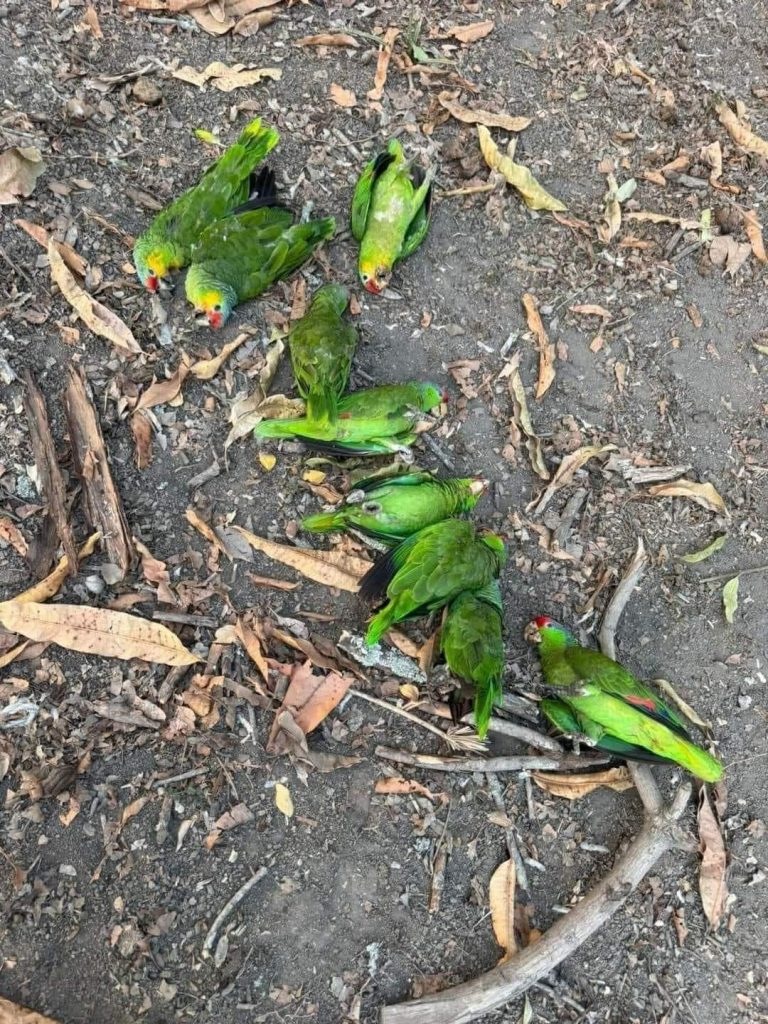 loros en el suelo