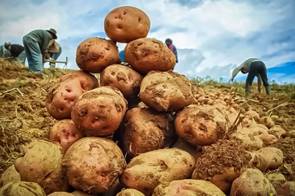 Papas amontanados en la tierra 