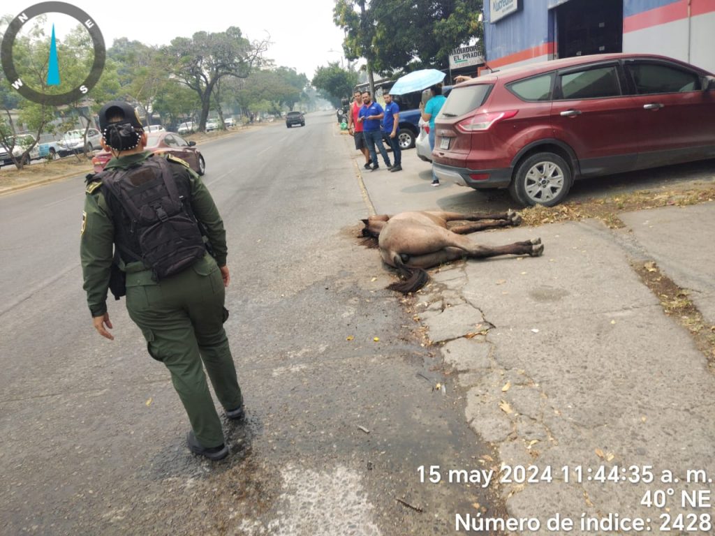 caballo muerto a la orilla de la calle