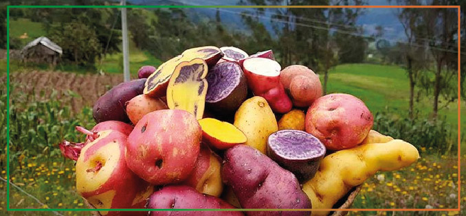 Papas cortadas de diferentes colores