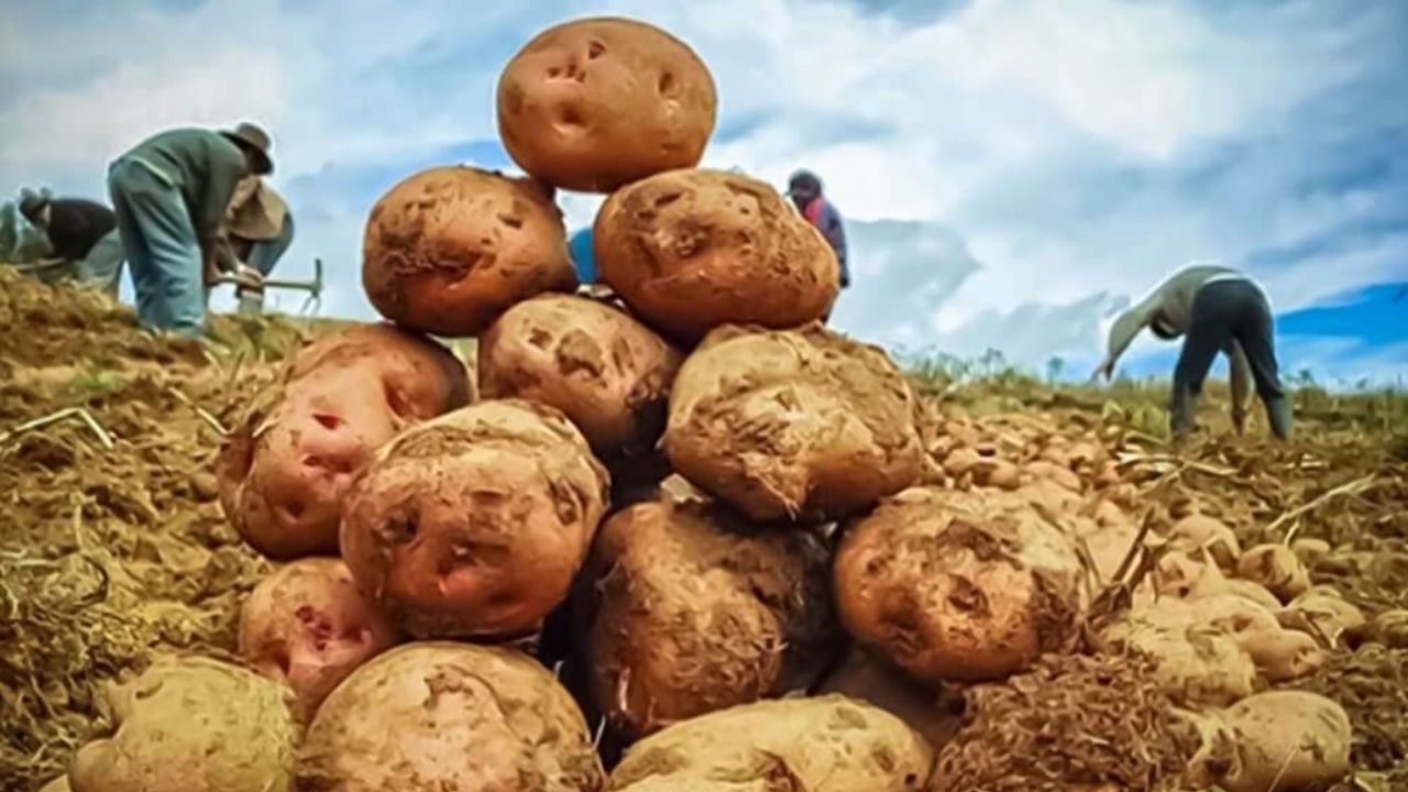 Imagen de Feliz Día de la Papa: frases y origen de esta celebración