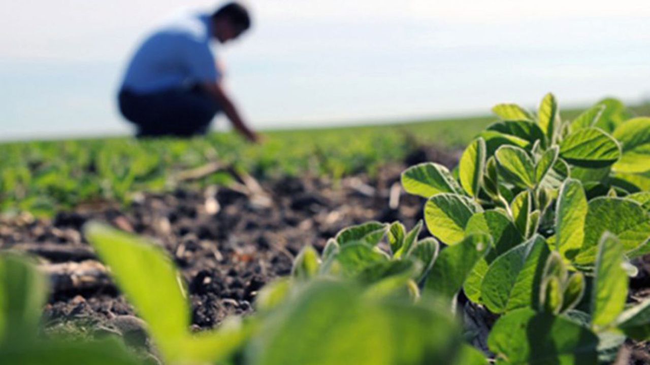 Ingeniero alrededor de unas plantas