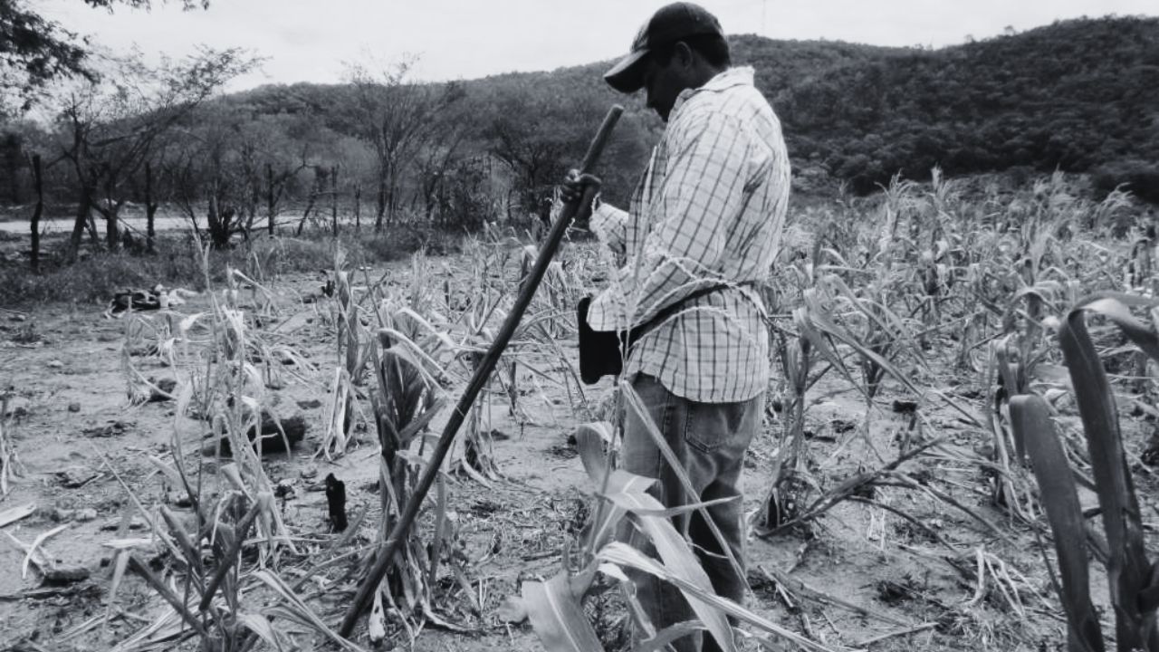 Imagen de 'En riesgo seguridad alimentaria si no hay lluvia en los próximos días': ICF