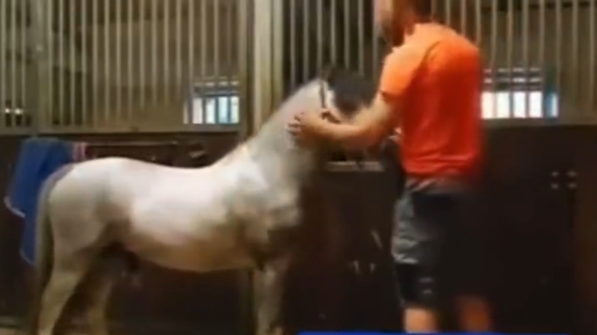 imagen real de 1 man 1 horse