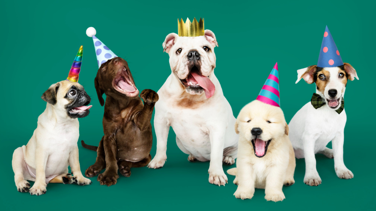 dia mundial del perro