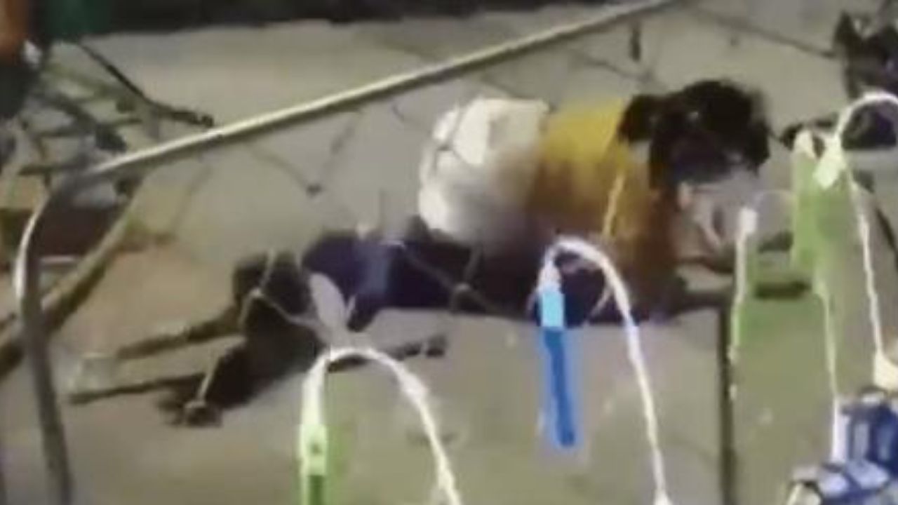 Madre e hijo salen 'volando' de juego mecánico y todo queda en video Imagen de Madre e hijo salen 'volando' de juego mecánico y todo queda en video